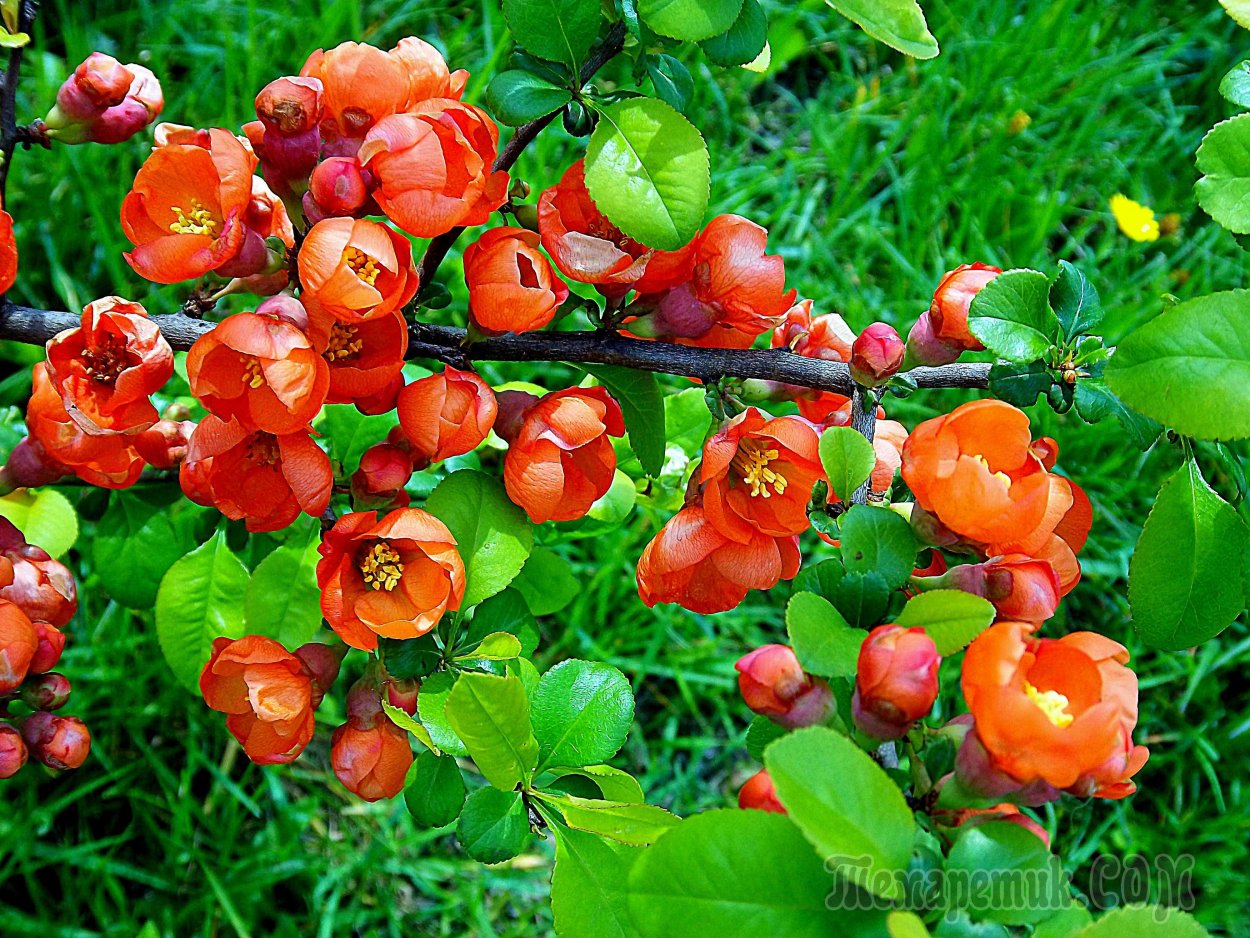 Лимонная айва хеномелес