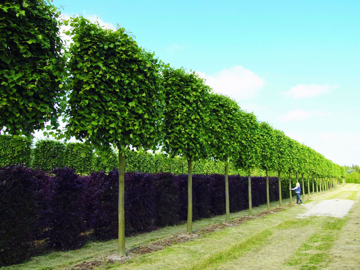 Черешня Пальметта