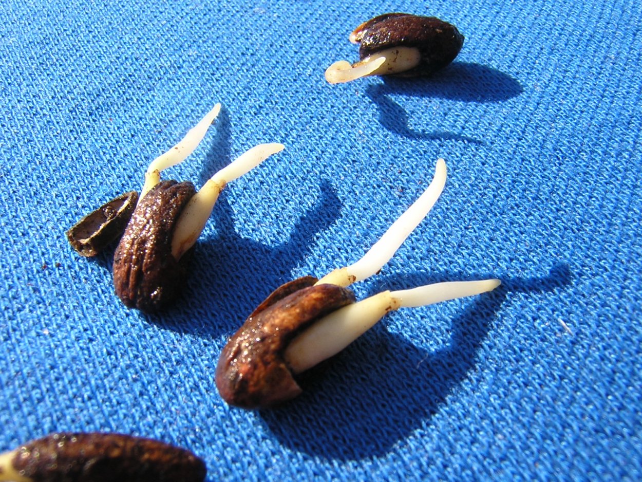 Рамбутан Росток