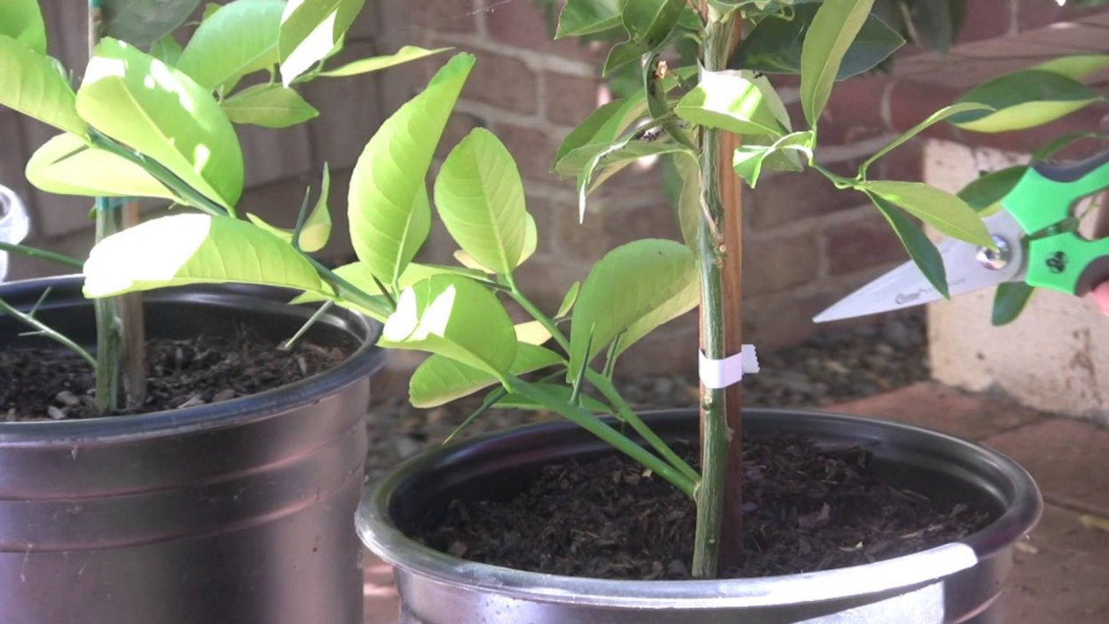 Финиковый отросток