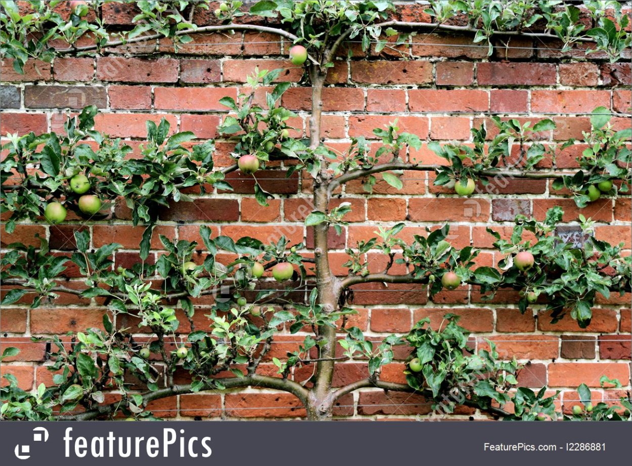 Пальметта дерево