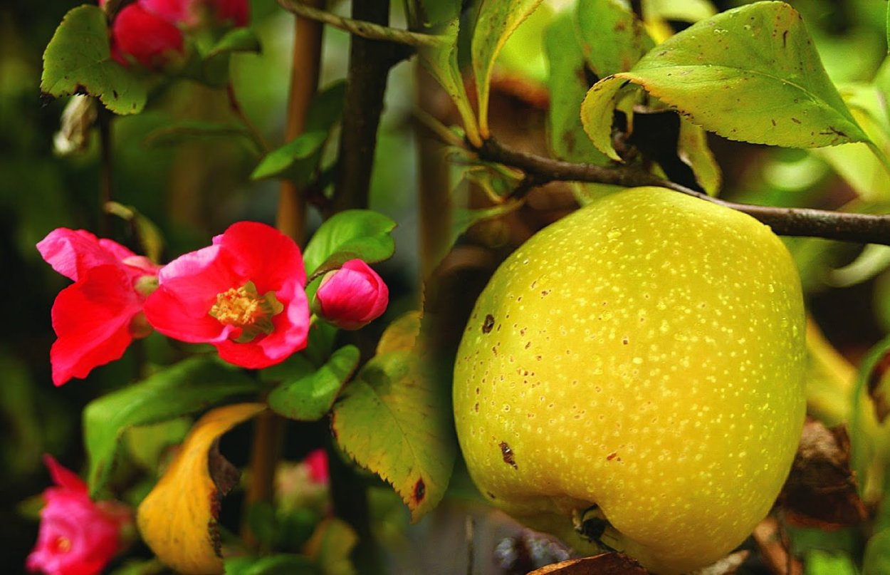Айва японская Chaenomeles japonica