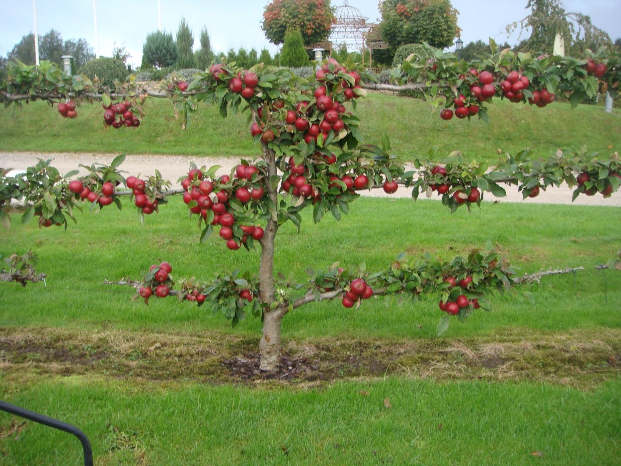 Пальметта изгородь