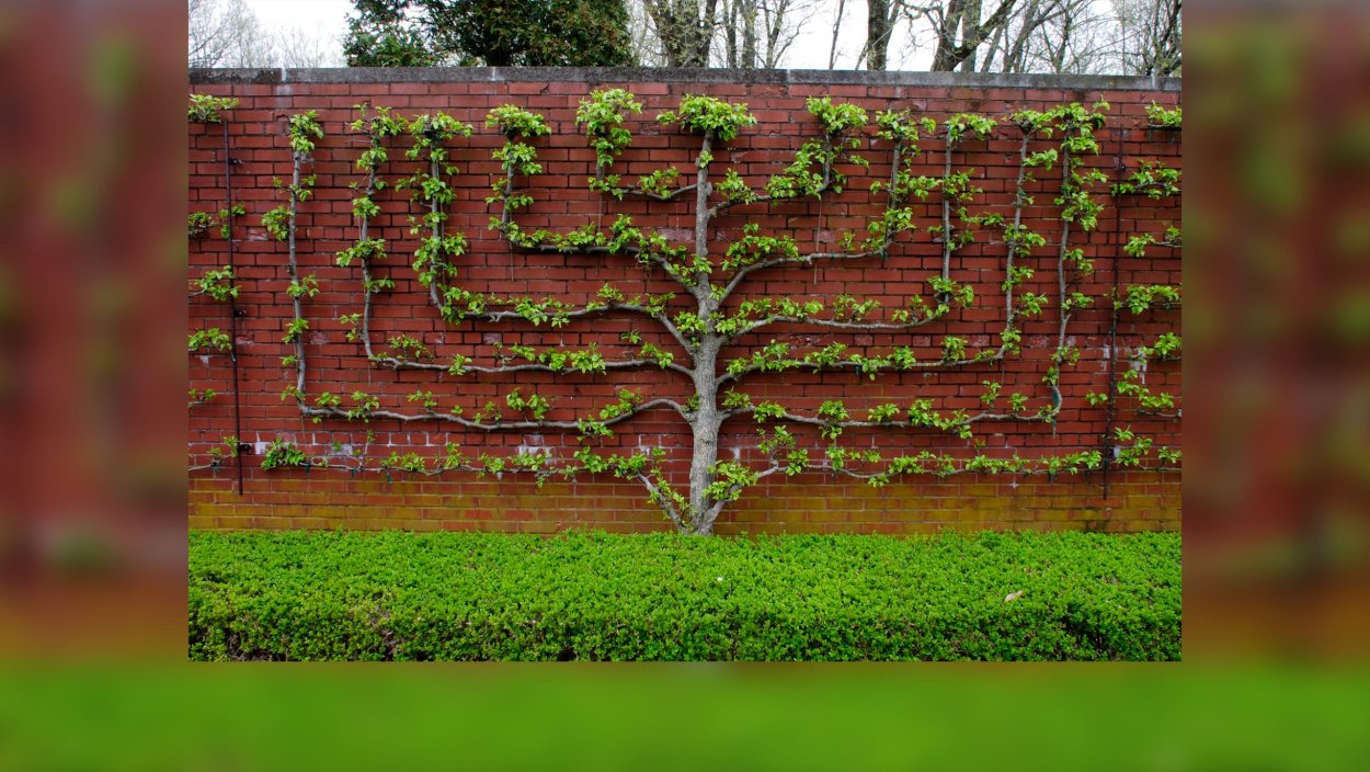 Абрикос на шпалере