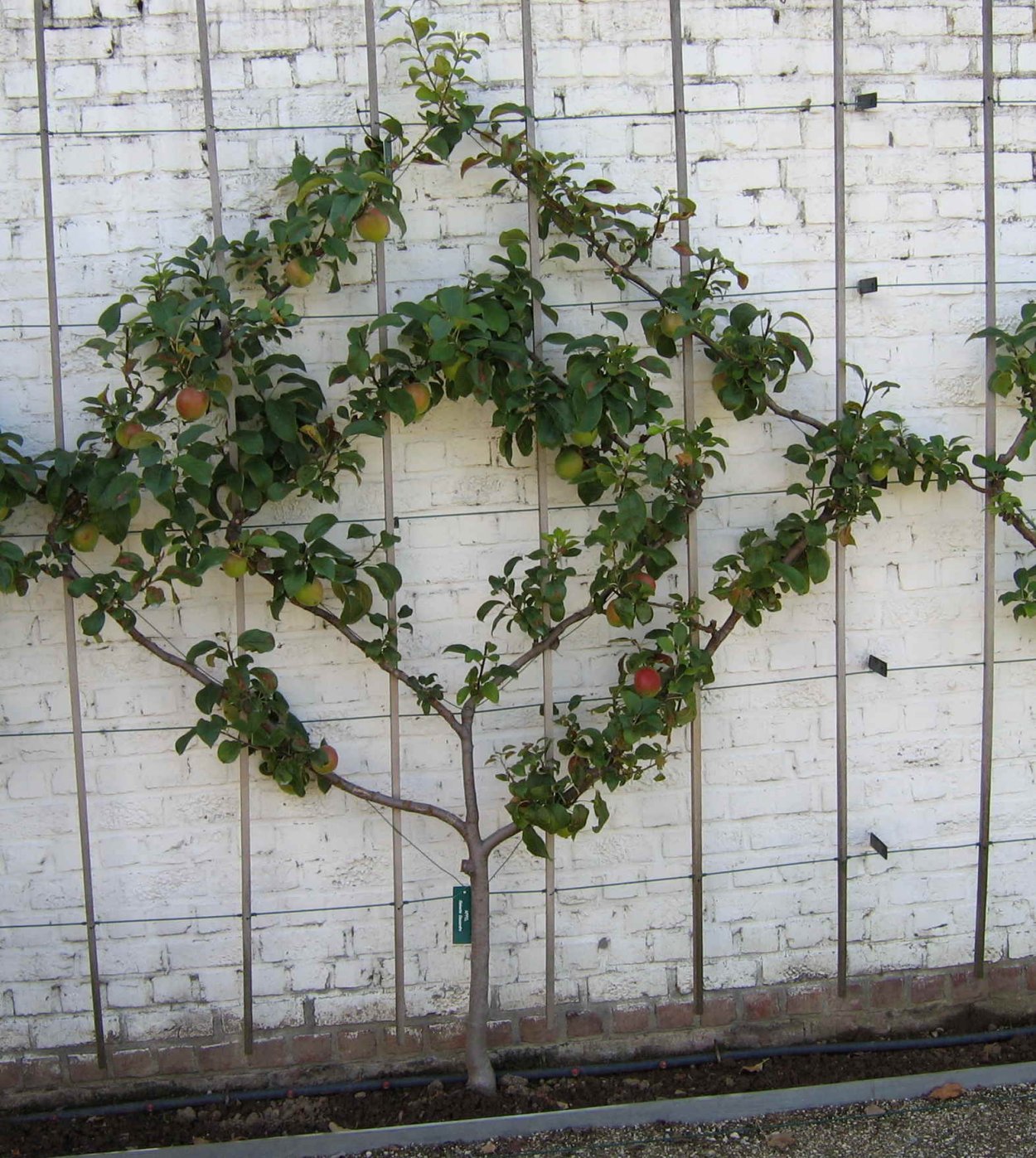 Пальметта яблоня полукультурка