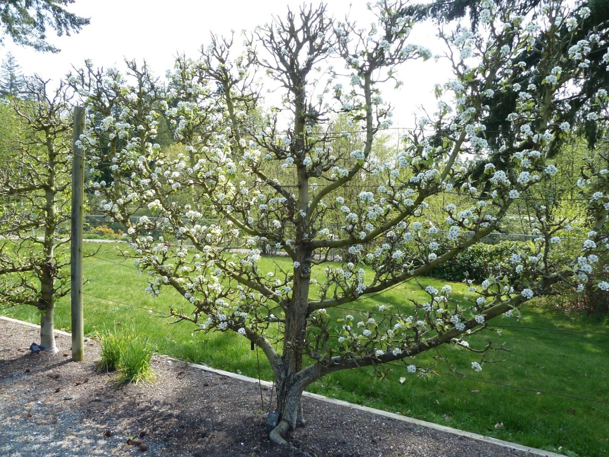 Пальметта плодовые деревья