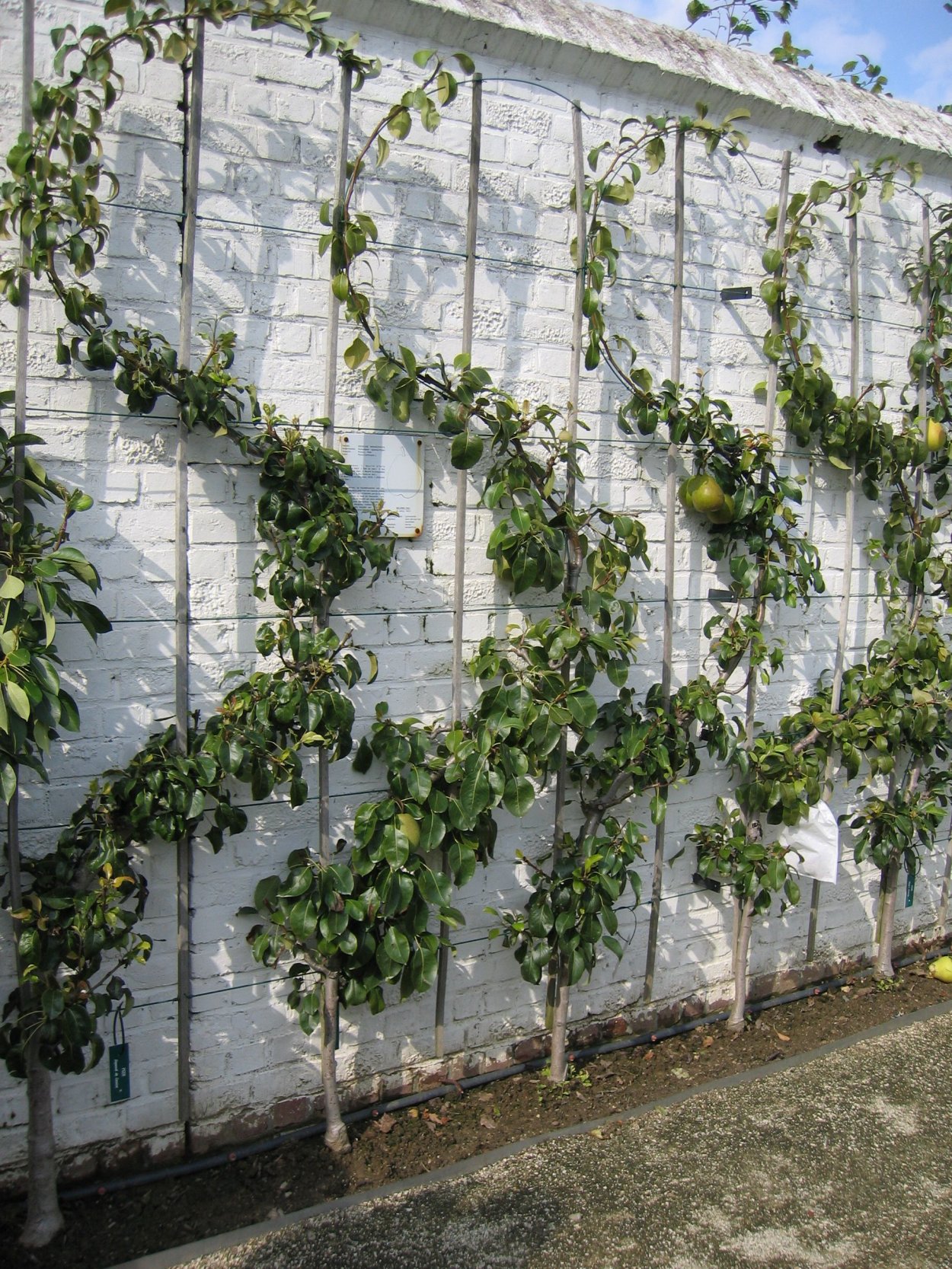 Деревья Espalier