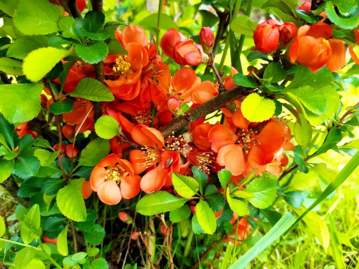 Лимон Павловский цветение