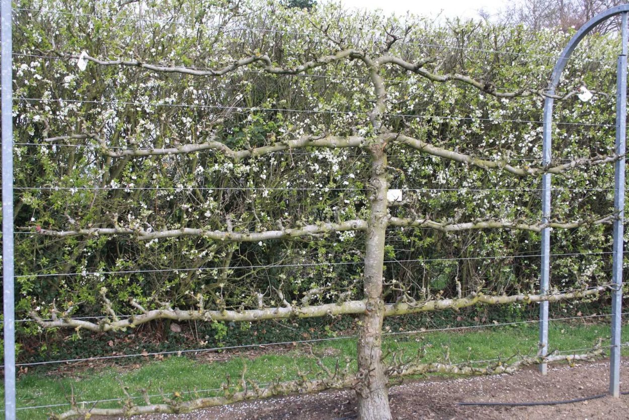 Карликовые яблони на шпалере