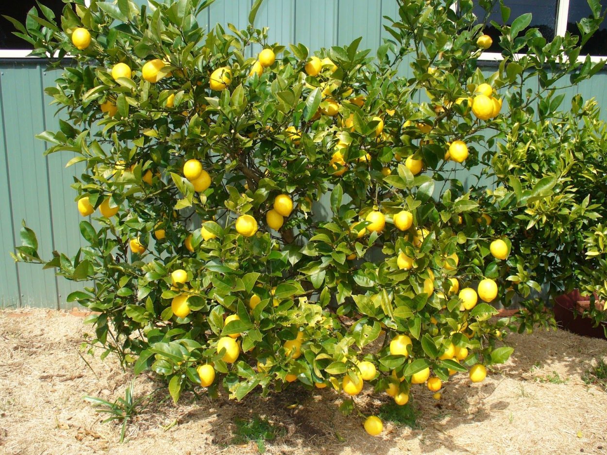 Айва (хеномелес) японская