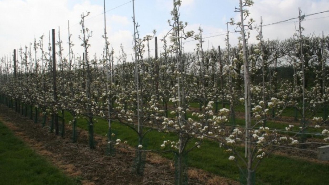 Пальметта формирование кроны яблони
