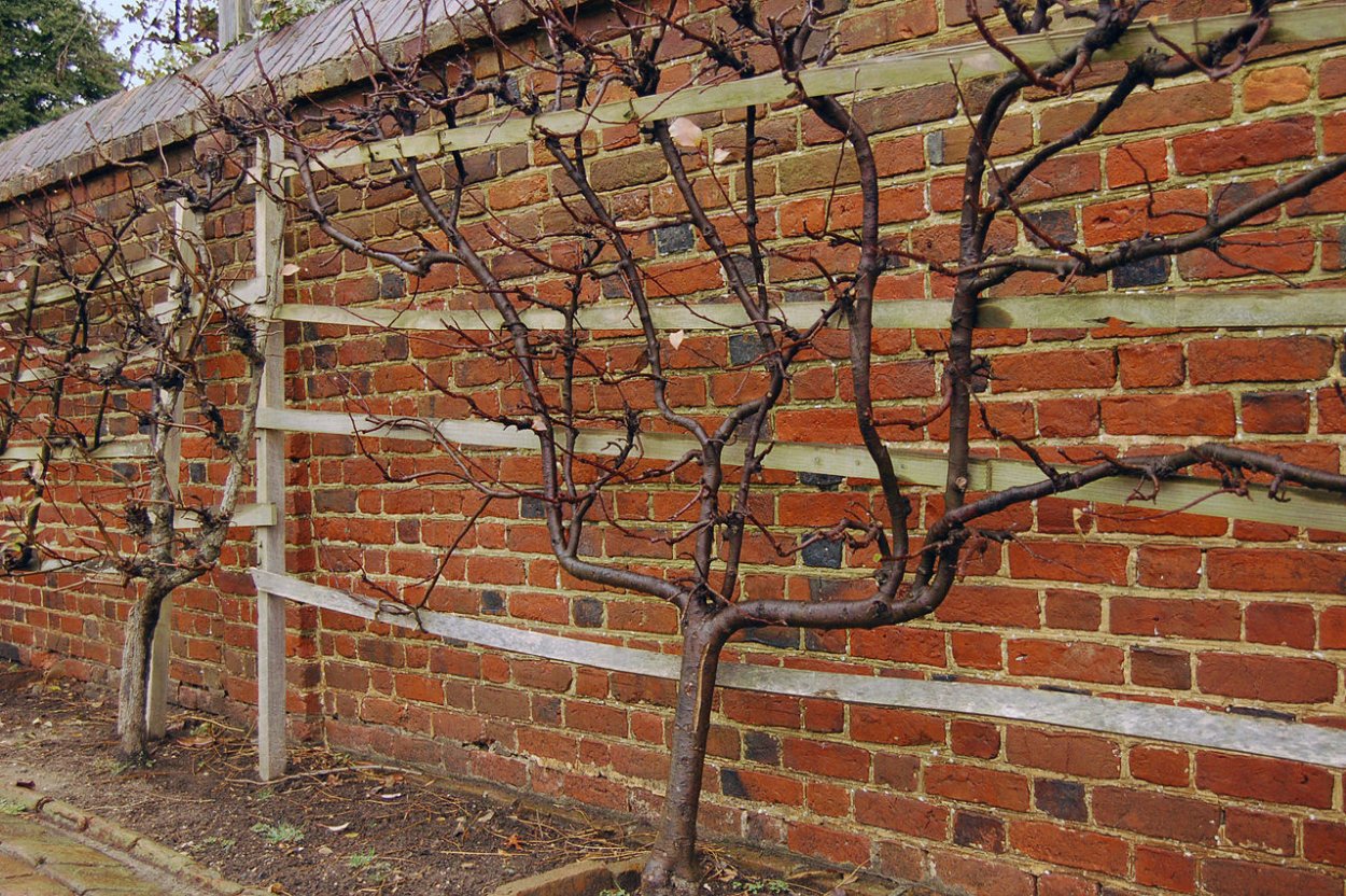Плодовые деревья и кустарники на участке