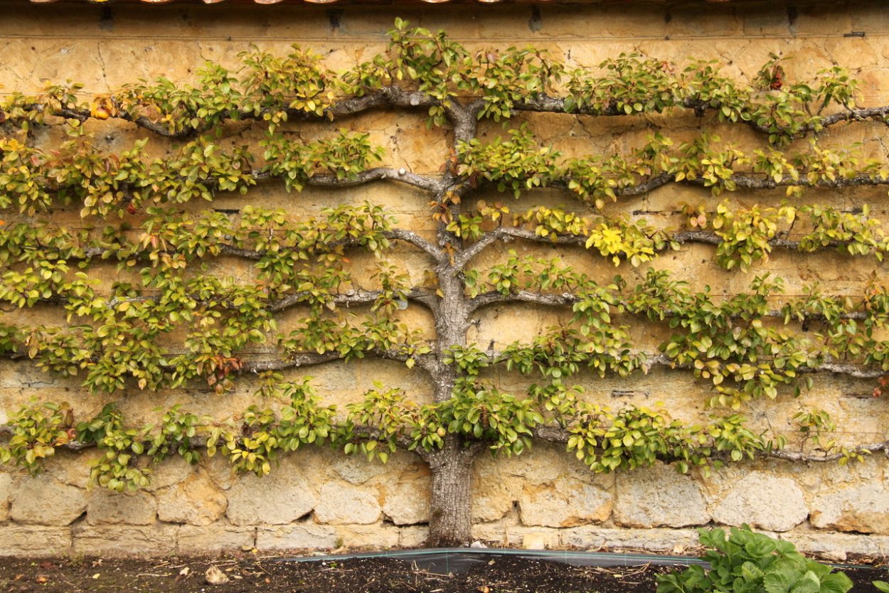 Липа европейская Паллида шпалера