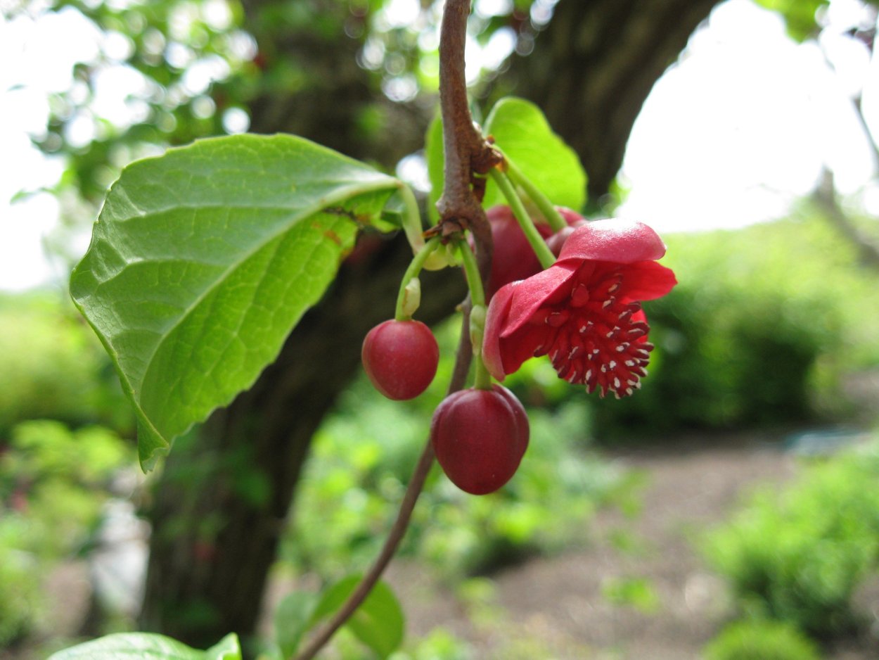 Айва яблоковидная