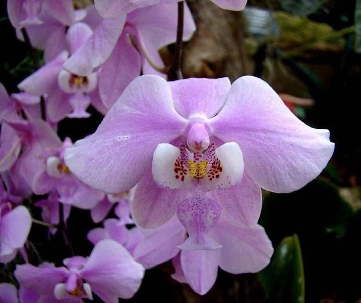 Фаленопсис Стюарта Нобилис