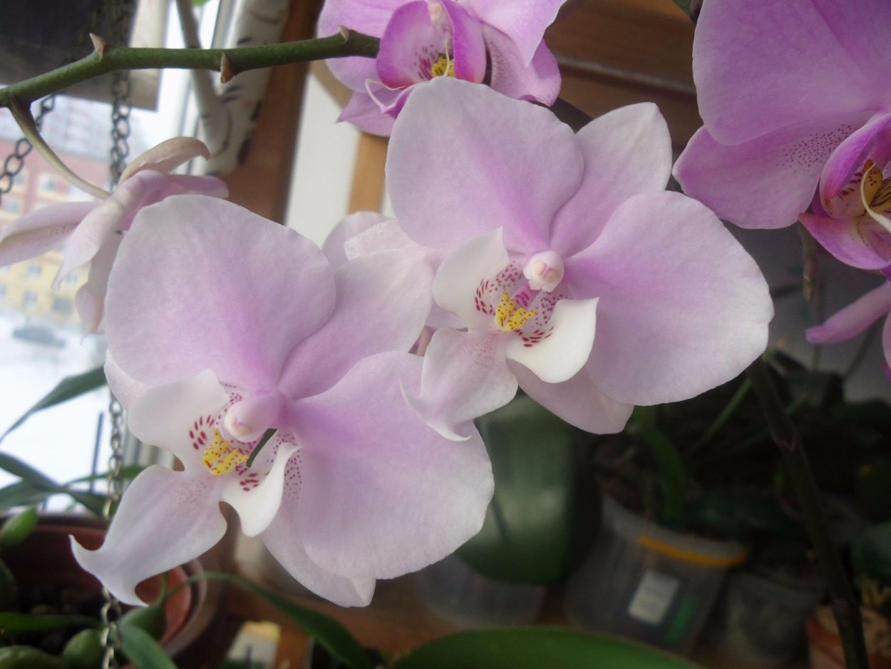 Стюартиана Пико чип