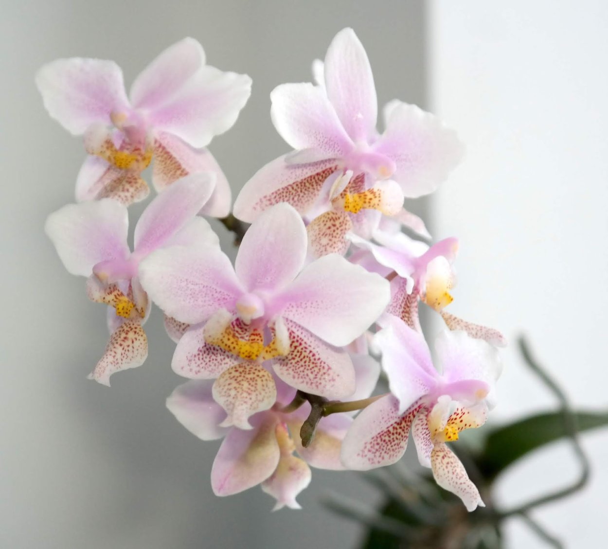 Орхидея stuartiana Sogo