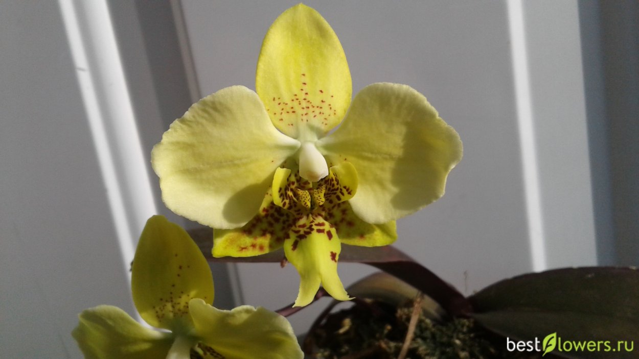 Фаленопсис Шиллериана