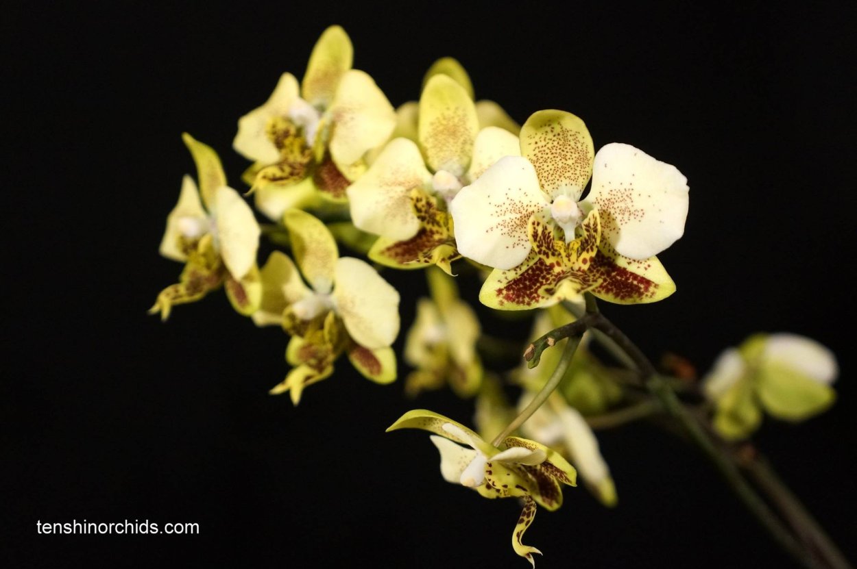 Стюартиана Пико чип