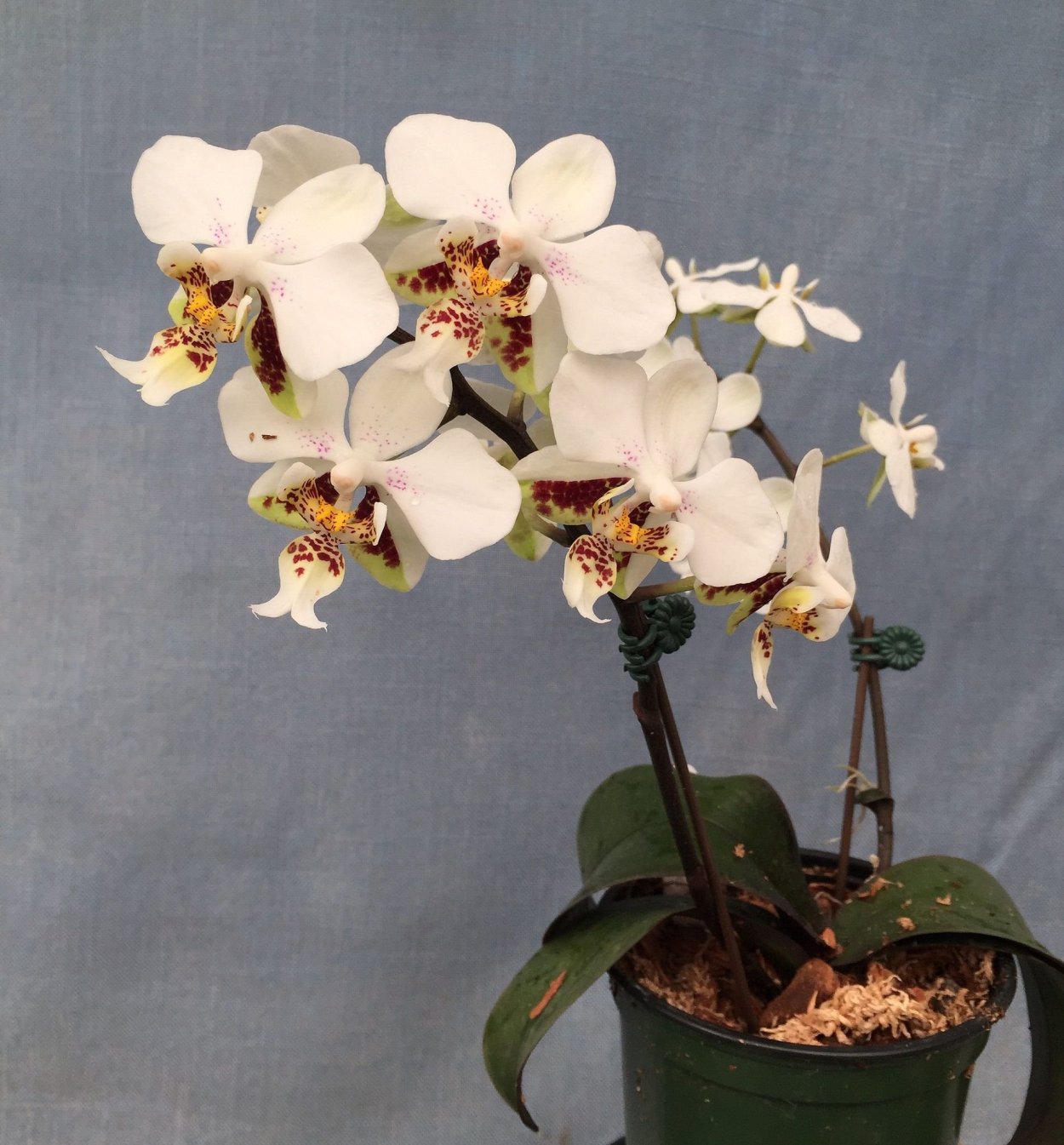 Фаленопсис Phalaenopsis Шиллериана