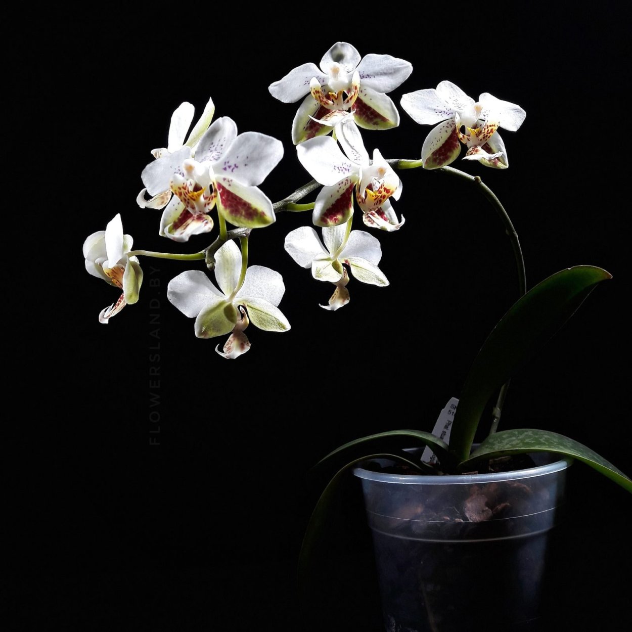 Phal. Stuartiana var. Nobilis '915'
