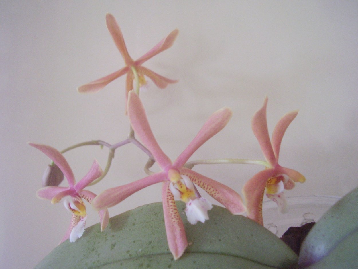 Орхидея Стюартиана Сиб
