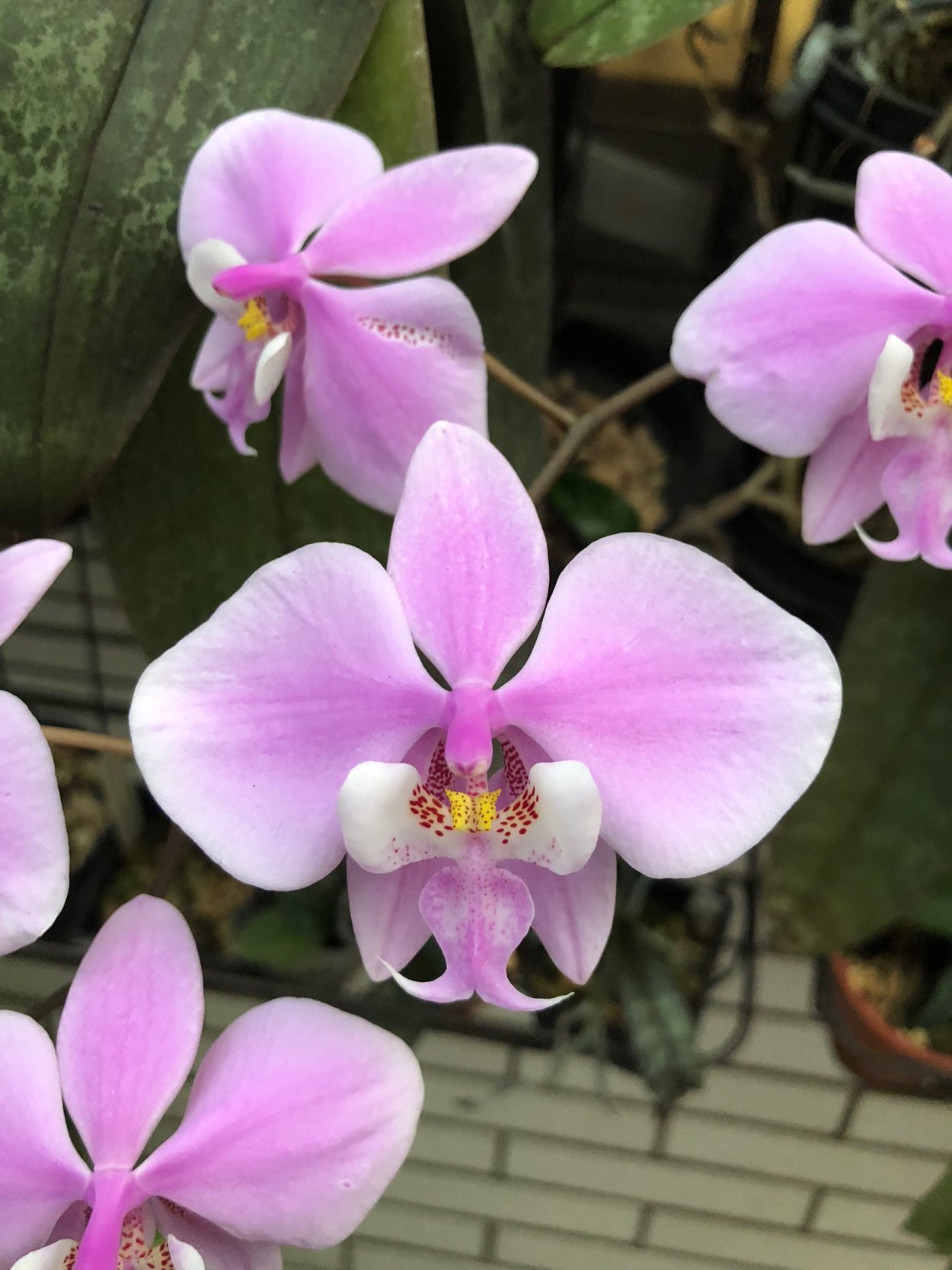 Фаленопсис Стюартиана