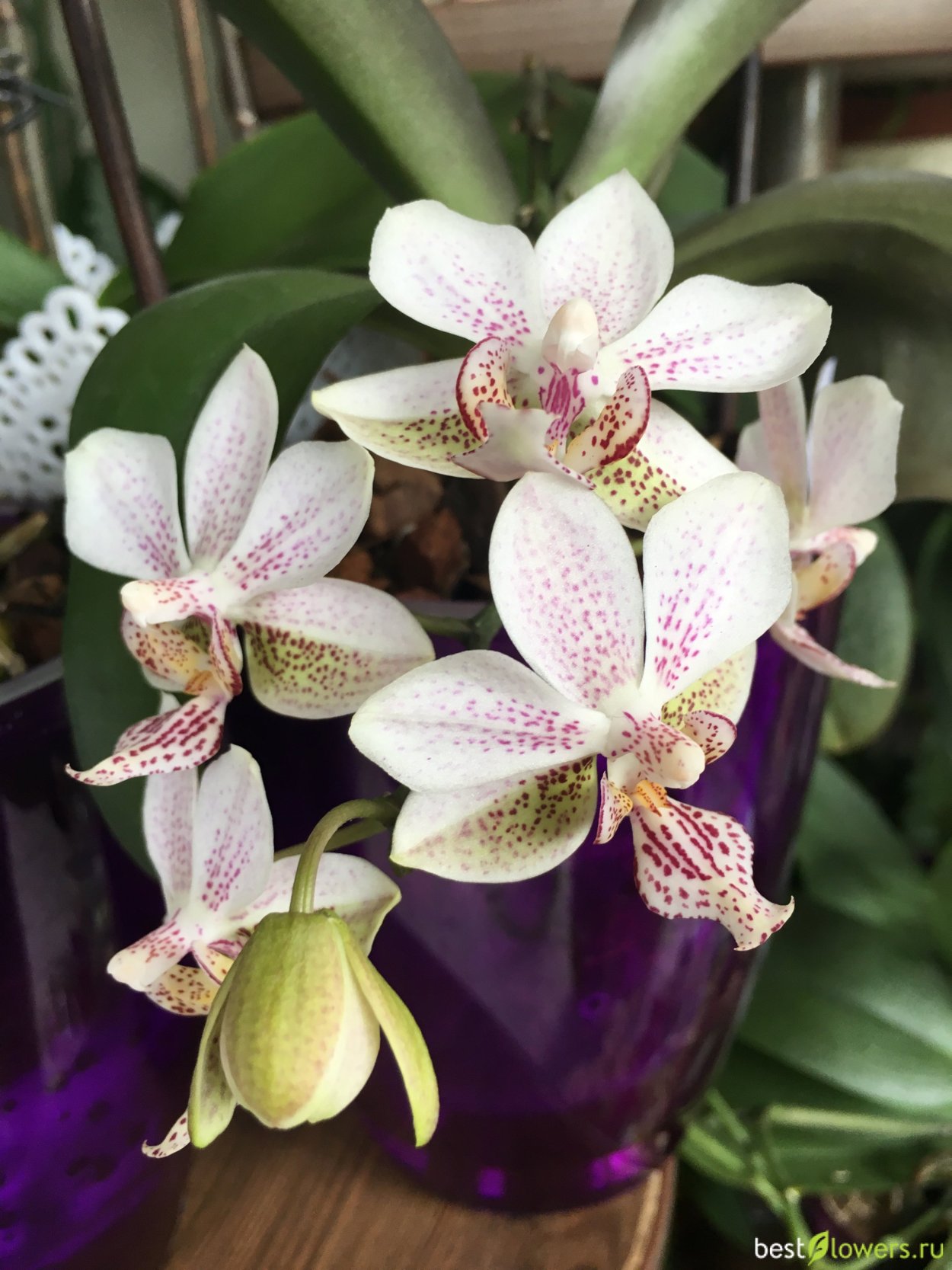 Фаленопсис Стюартиана