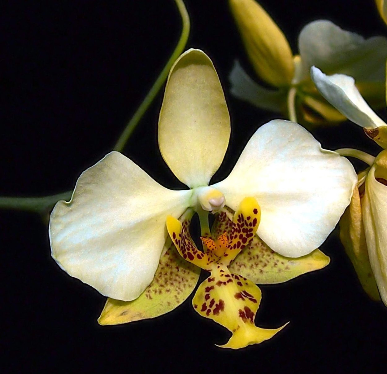 Фаленопсис Шиллера