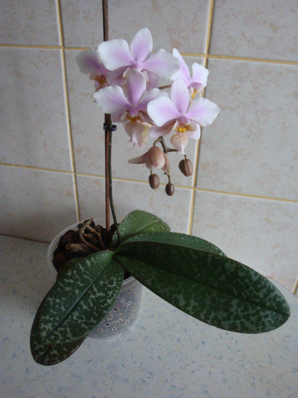 Фаленопсис Стюартиана