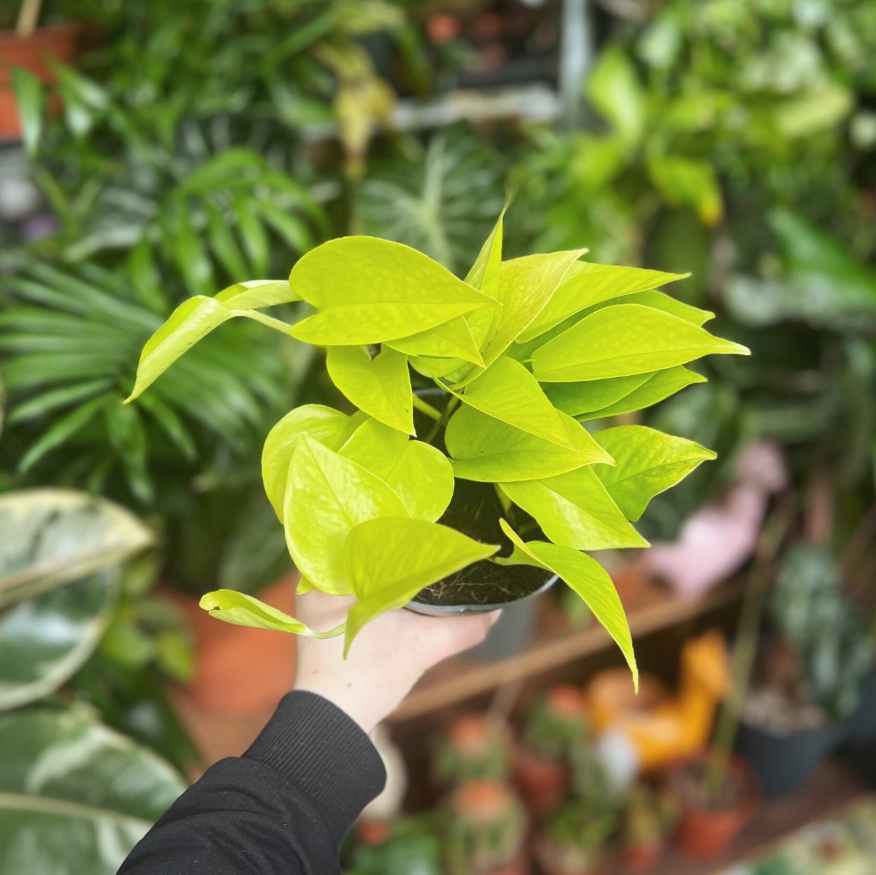 Эпипремнум Альба