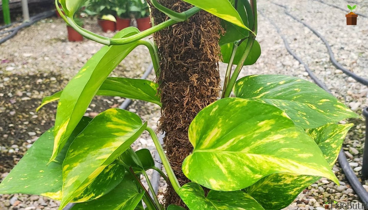 Эпипремнум Жаде сатин