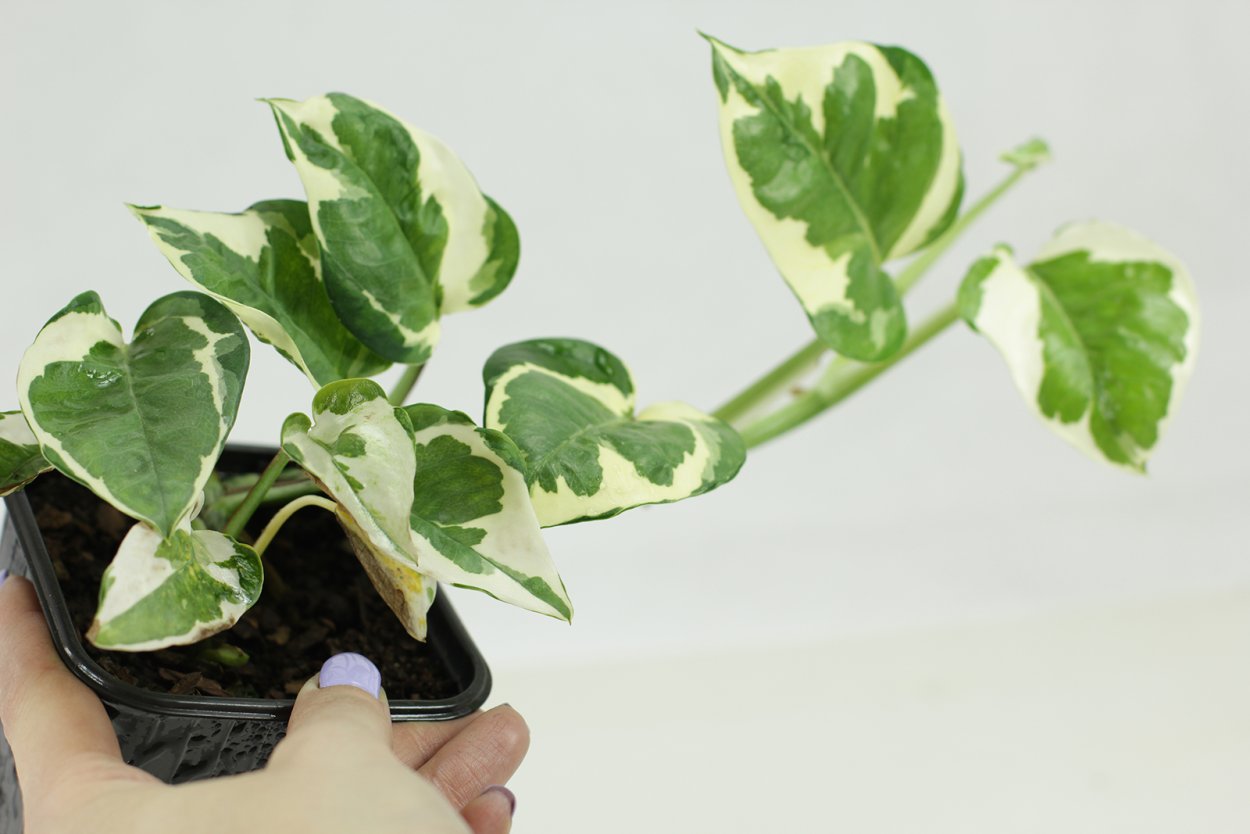 Эпипремнум традесканция