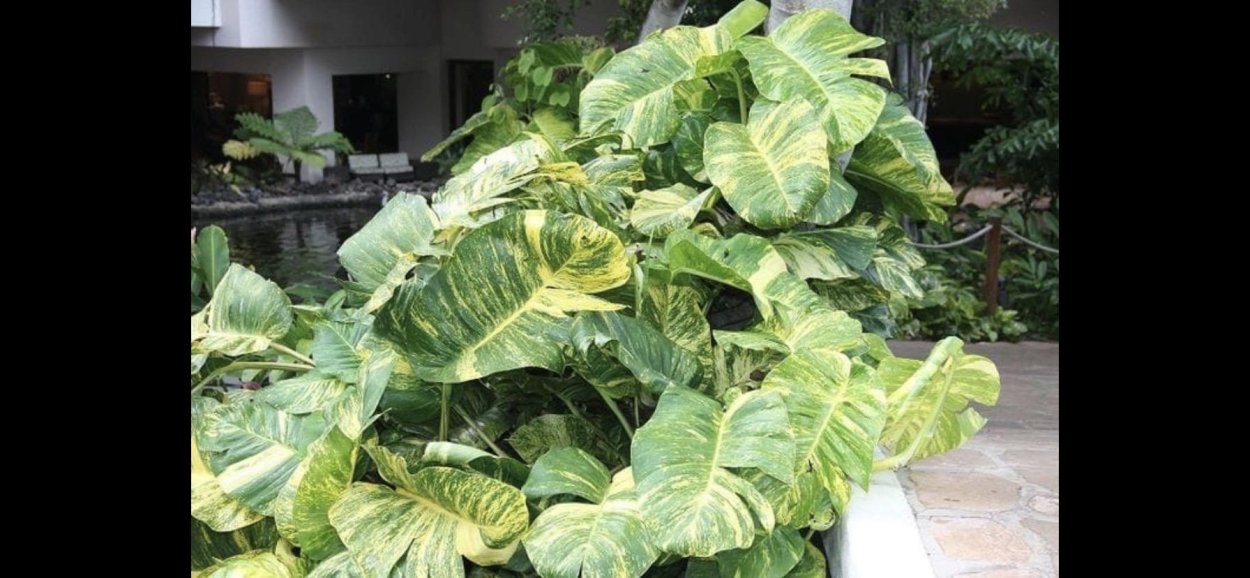 Эпипремнум giant Golden Pothos