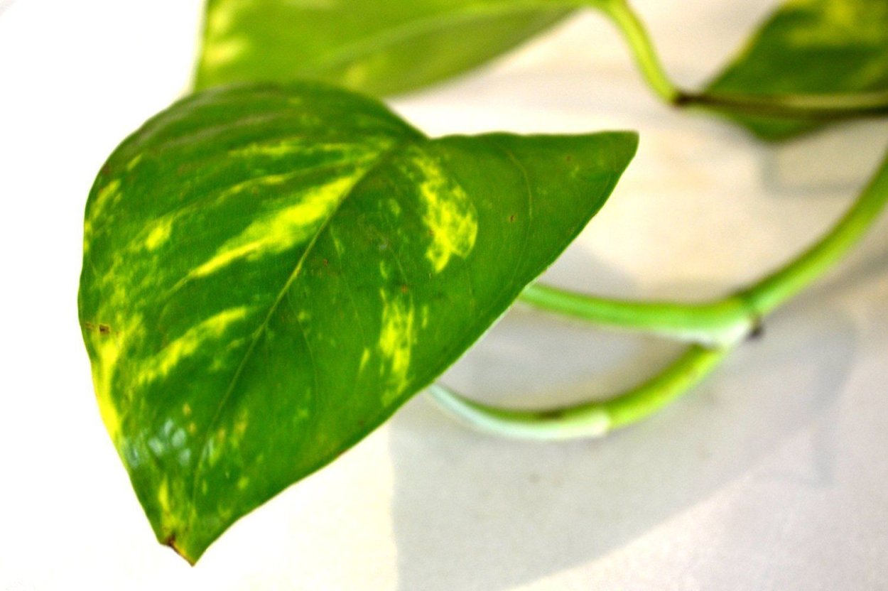 Эпипремнум Грин сатин