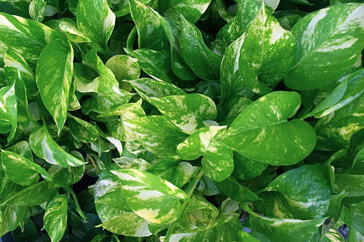 Эпипремнум амплиссимум