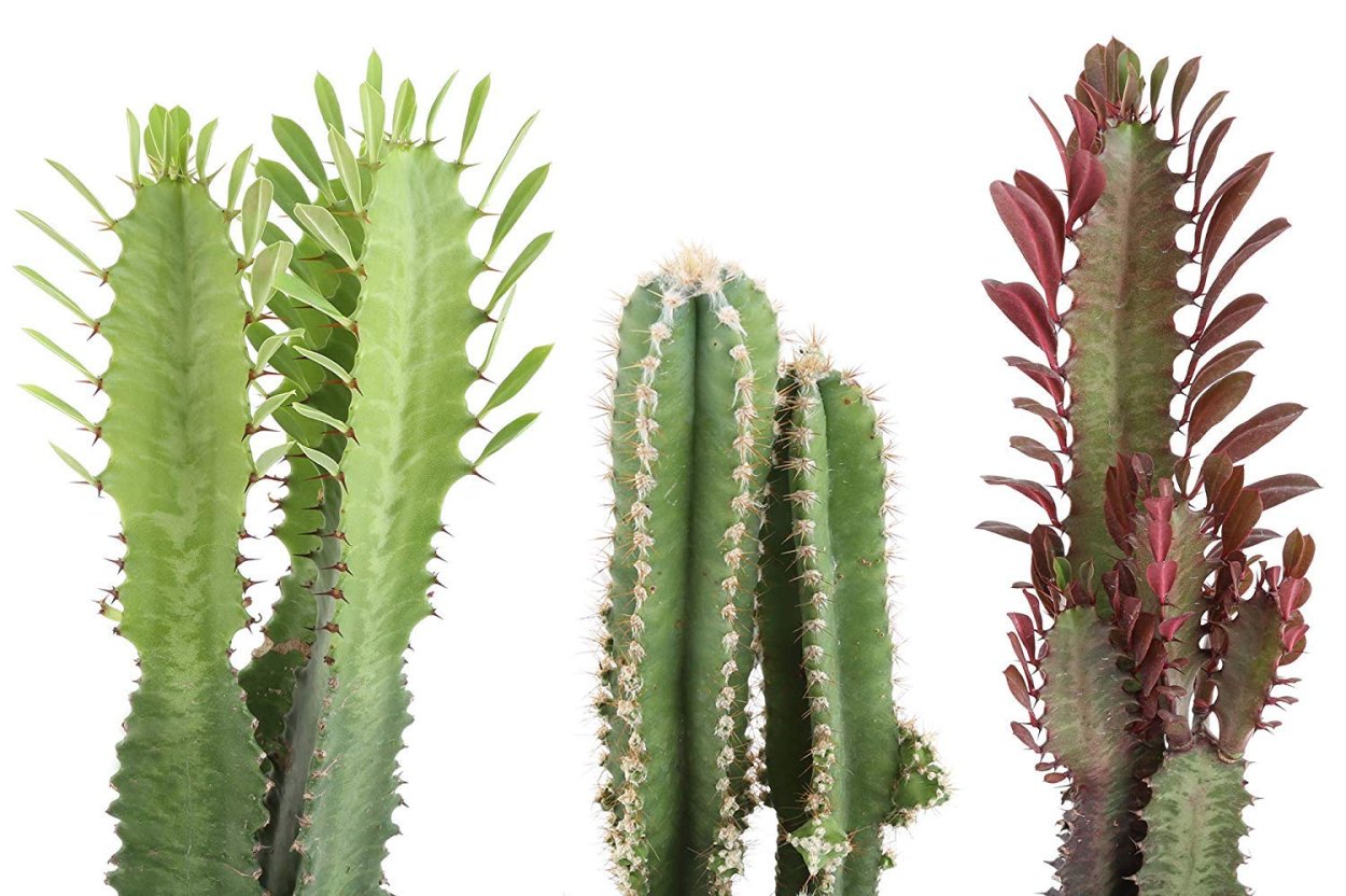 Молочай треугольный