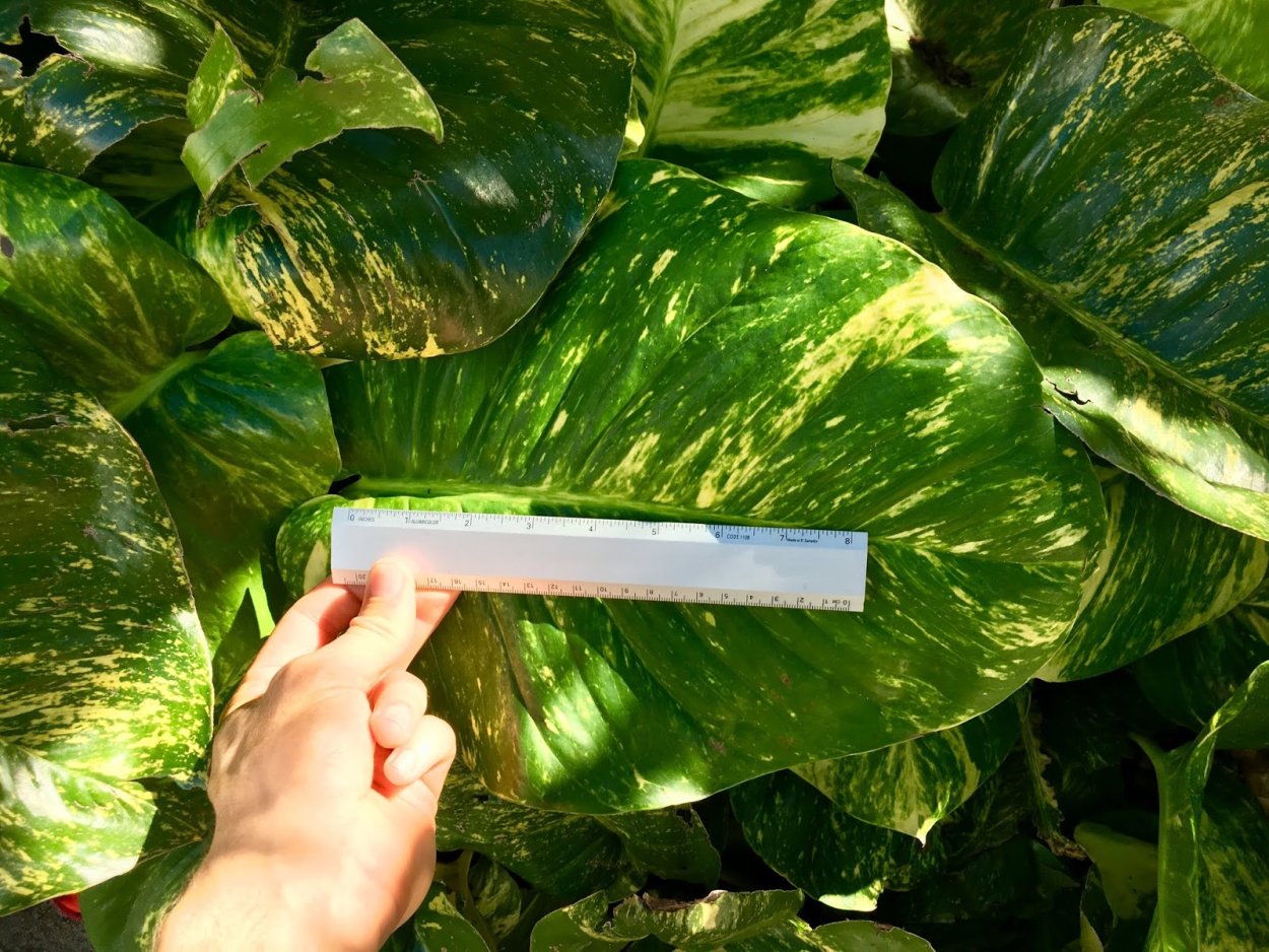 Эпипремнум тайский гигант