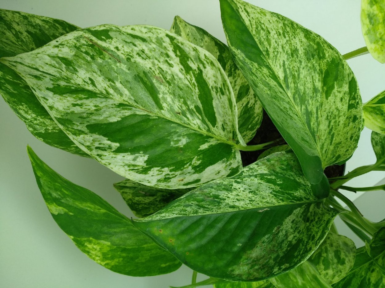 Эпипремнум Сильвер лиф