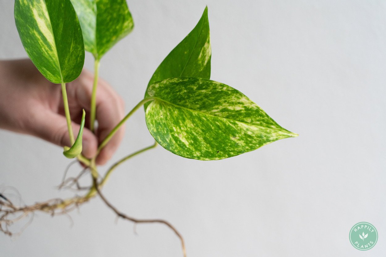 Эпипремнум тайский гигант