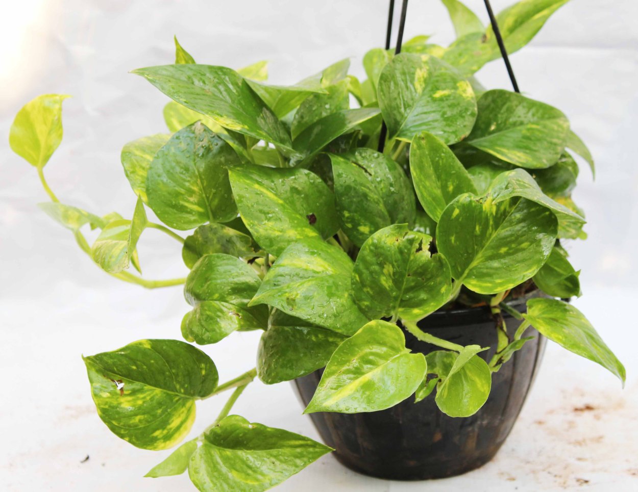 Эпипремнум золотой дракон