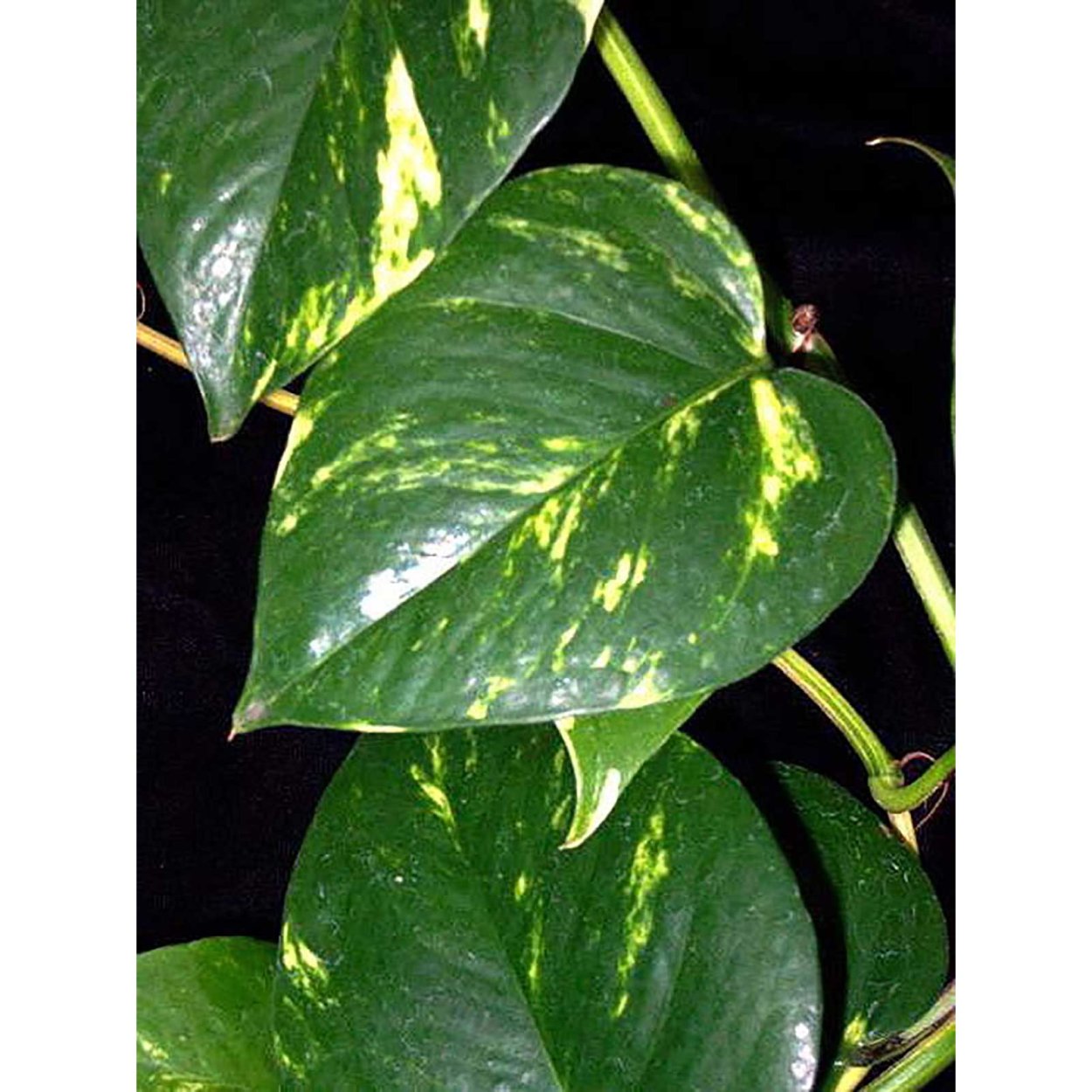 Эпипремнум на гидропонике