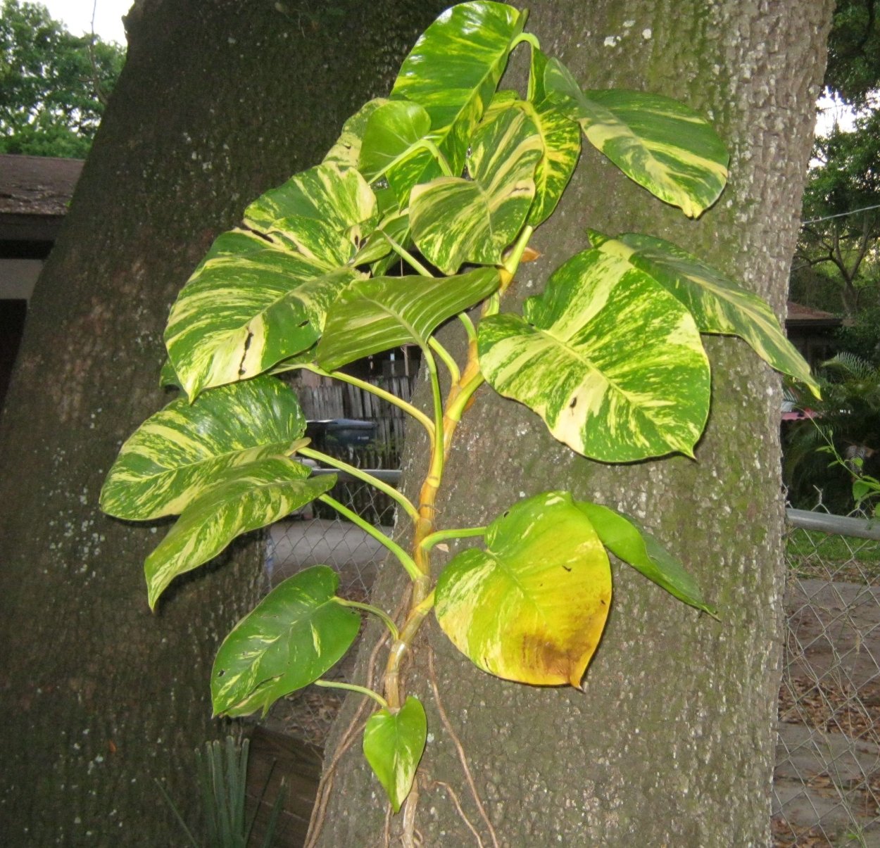 Эпипремнум Вайт пантер