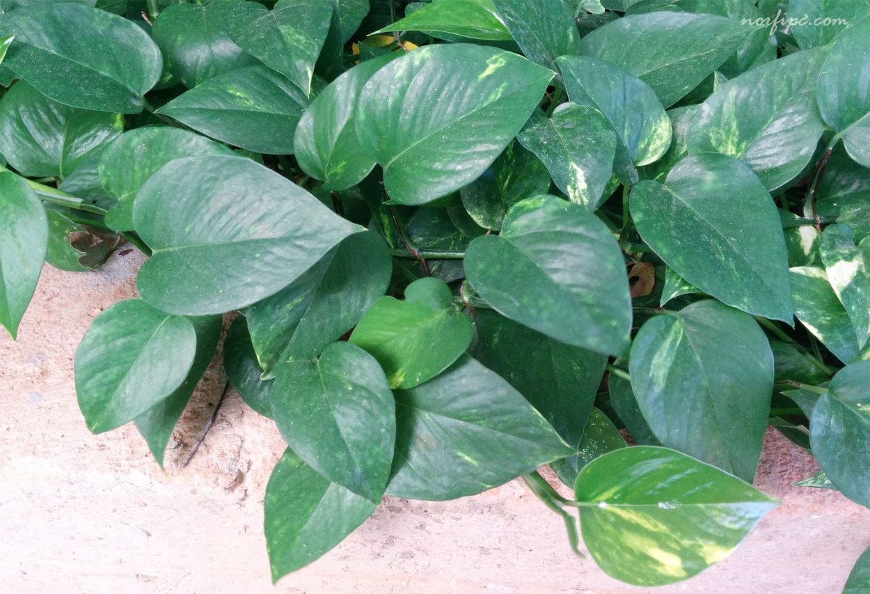 Эпипремнум Голден драгон