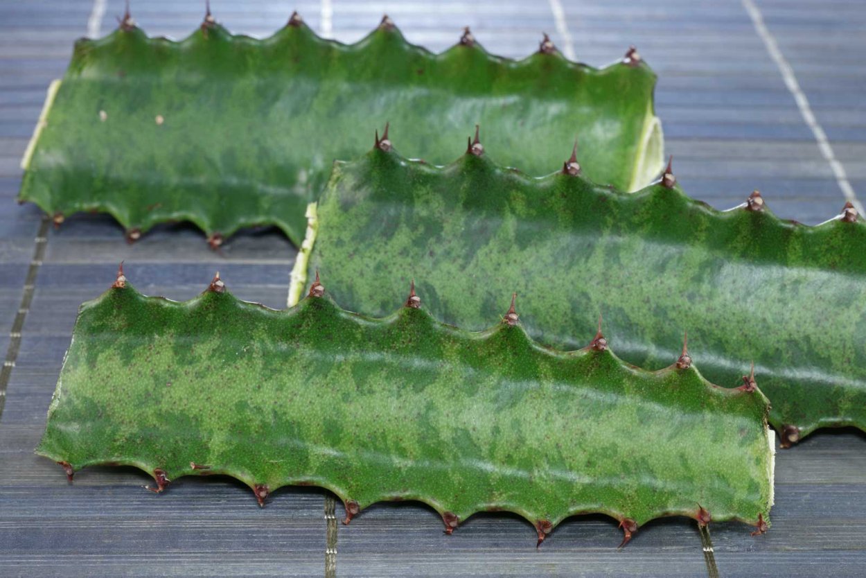 Молочай треугольный (Euphorbia Trigona)