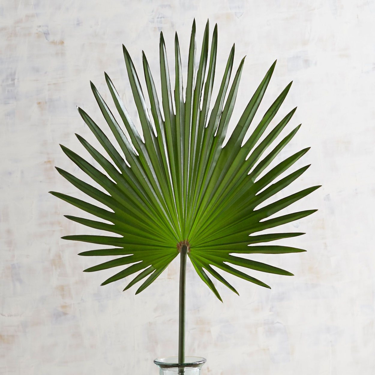 Монстера вектор