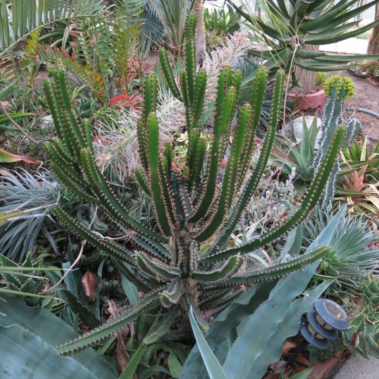 Эуфорбия Эритрея