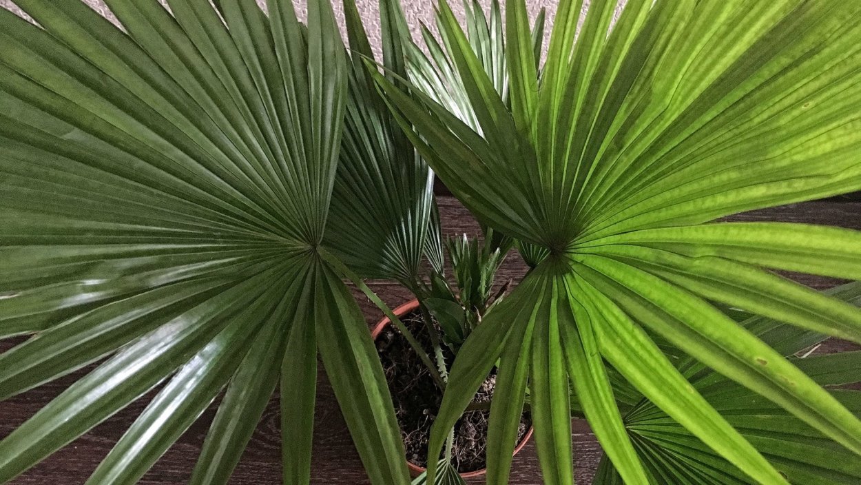 Роспись стен монстера