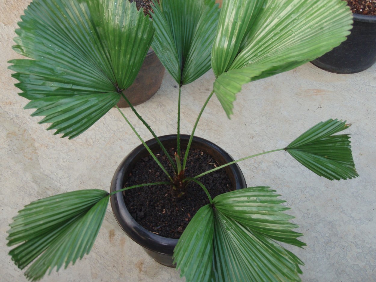 Пальма ликуала Грандис