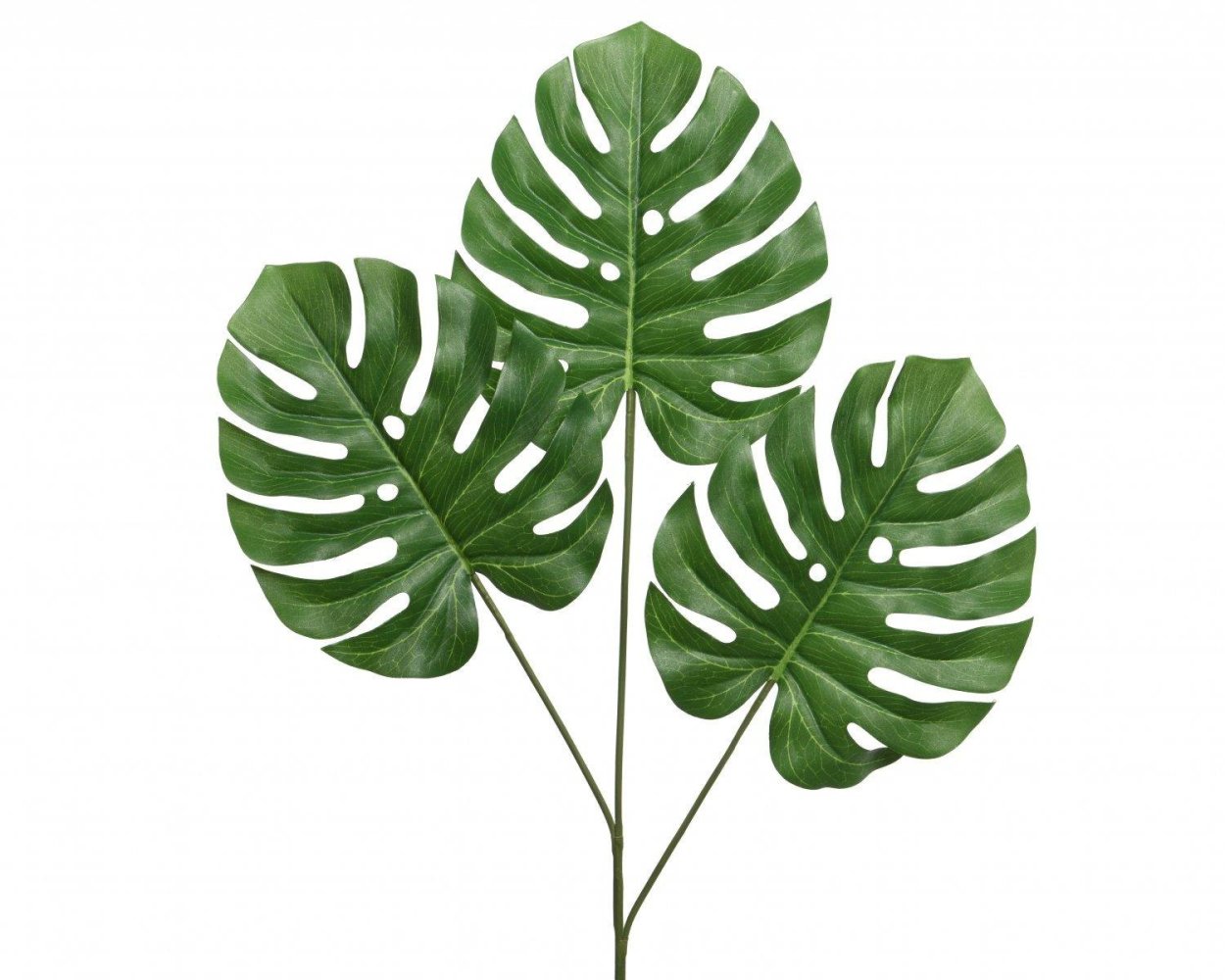 Молочай leuconeura